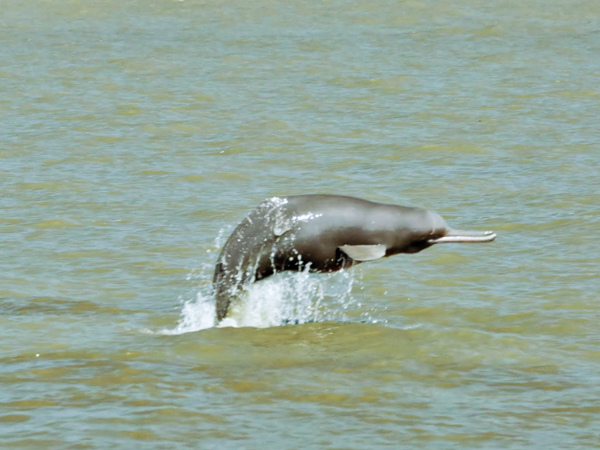 An endangered river dolphin in the Sundarbans Mangrove Forest
