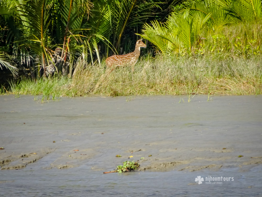 A spotted deer inside Sundarbans A spotted deer inside Sundarbans