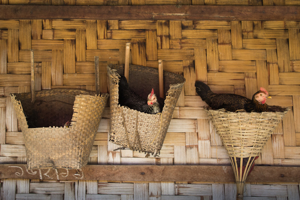 Chickens on a Bawm village at Bandarban