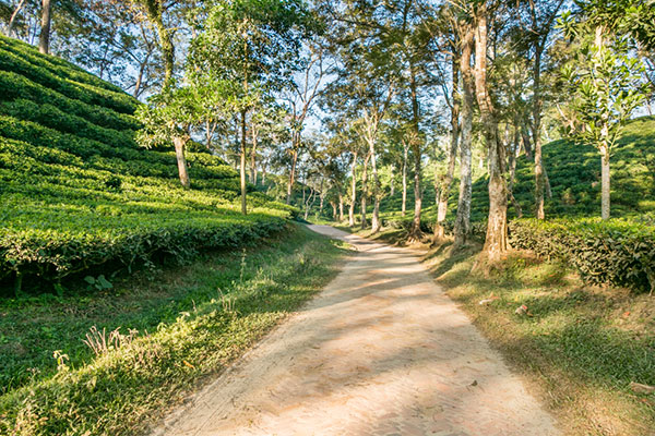 Srimangal: The tea capital of Bangladesh - Number three among the best places to visit in Bangladesh.
