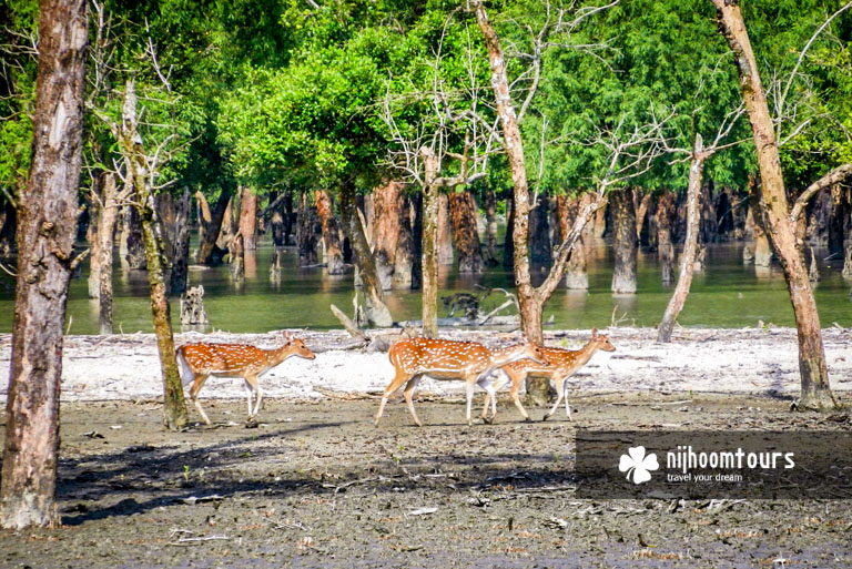 Axix Deer roaming in Sundarbans Mangrove Forest