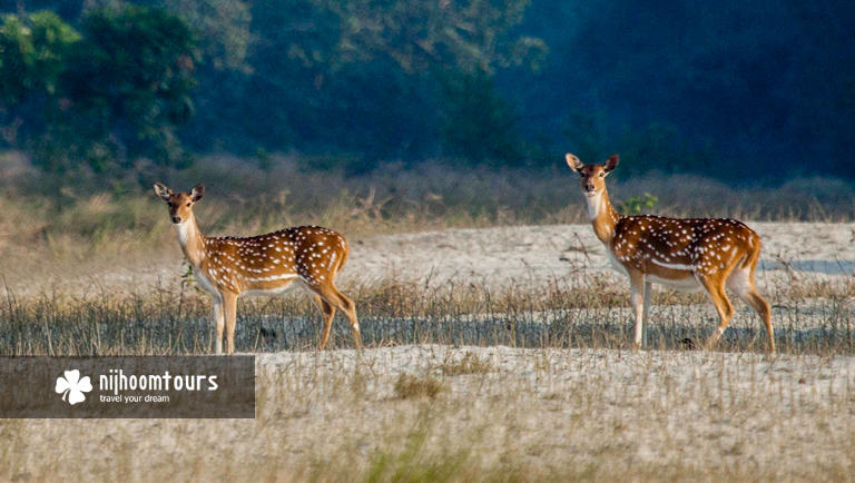 Axis deer in the Sundarbans Mangrove Forest Axis deer in the Sundarbans Mangrove Forest
