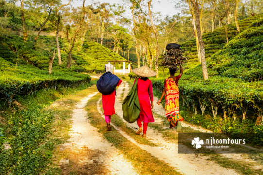 Tea workers at Srimangal returning home at the end of the day.