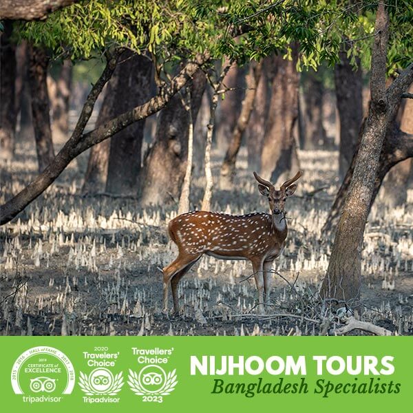 Sundarban Bangladesh Verde Back To The Sundarbans – State Of The